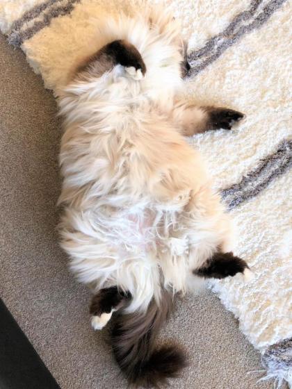 MyHolidays Shotover Delux Ensuite rooms - image 29