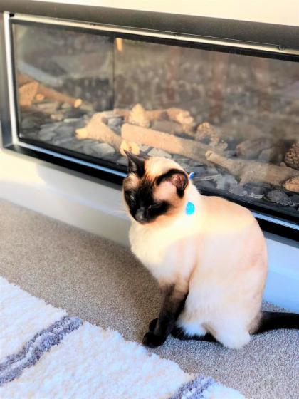 MyHolidays Shotover Delux Ensuite rooms - image 30